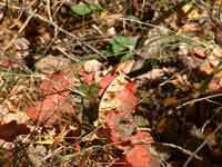 Poison Oak in Early Fall