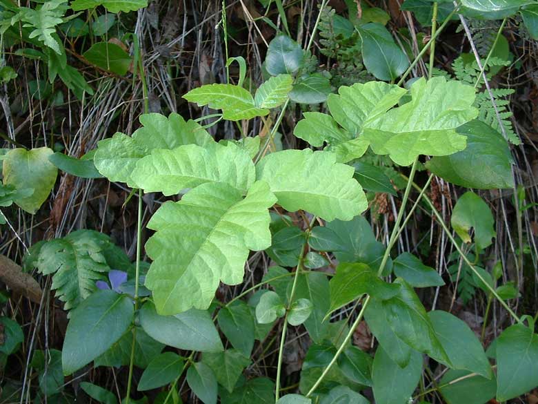 poison oak pictures. Poison Oak Growing in the