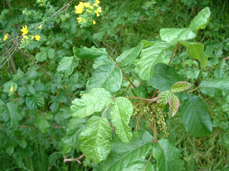 Poison Oak and Scotch Broom